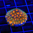 TSA Mayhem Leptastrea Coral