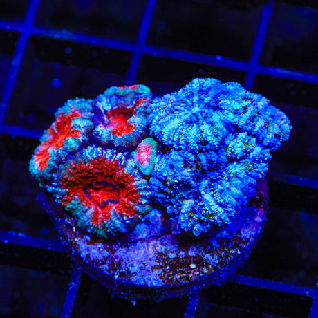 Ultra Combo Acan Coral - Top Shelf Aquatics