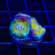 Rainbow Favia Coral