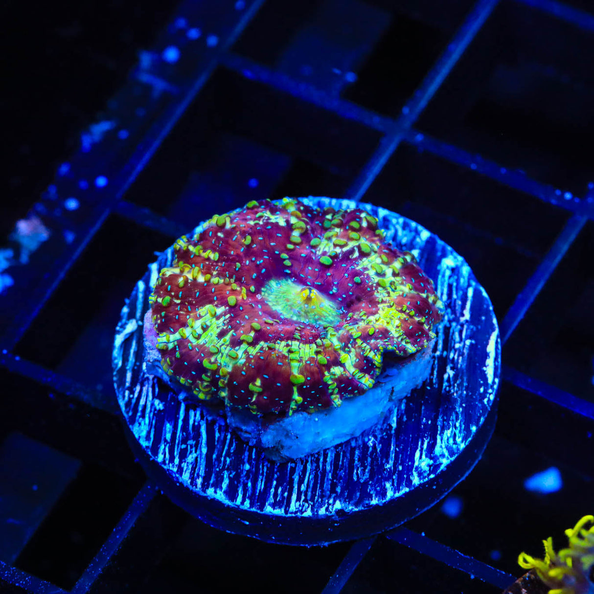 Purple Devil Mushroom Coral