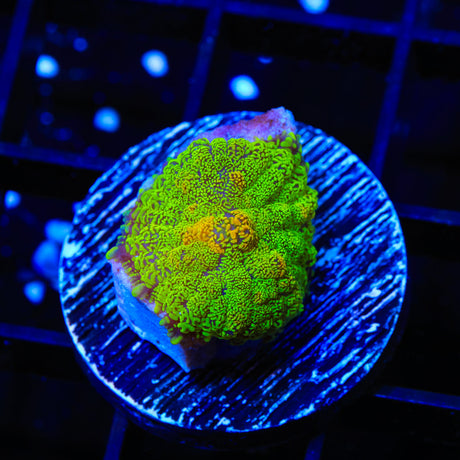 TSA Toasted Rhodactis Mushroom Coral
