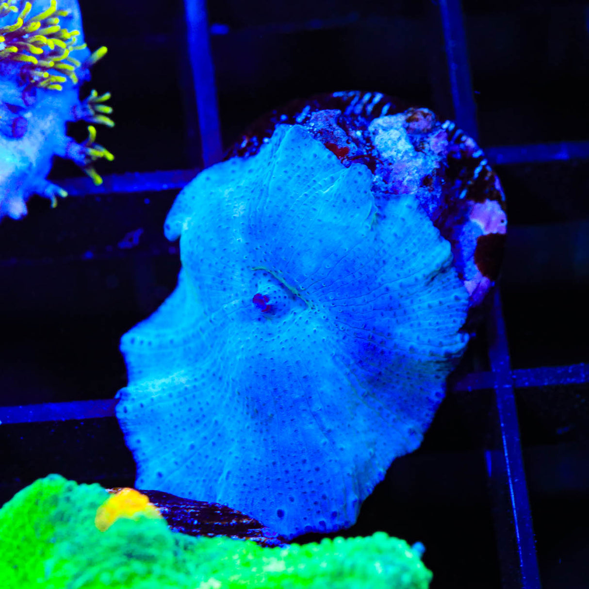 Blue Mushroom Coral - Top Shelf Aquatics