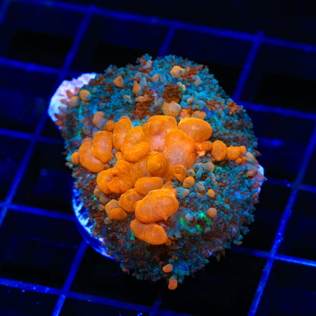 JF Sunkist Bounce Mushroom Coral