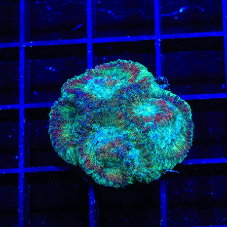 Rainbow Favia Coral