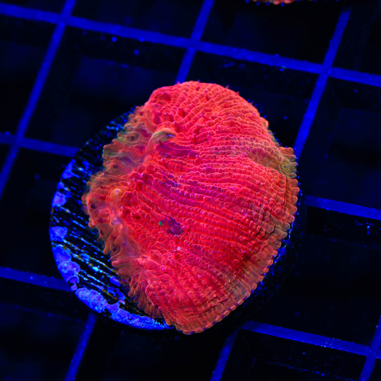 Diablo Diaseris Plate Coral - Top Shelf Aquatics