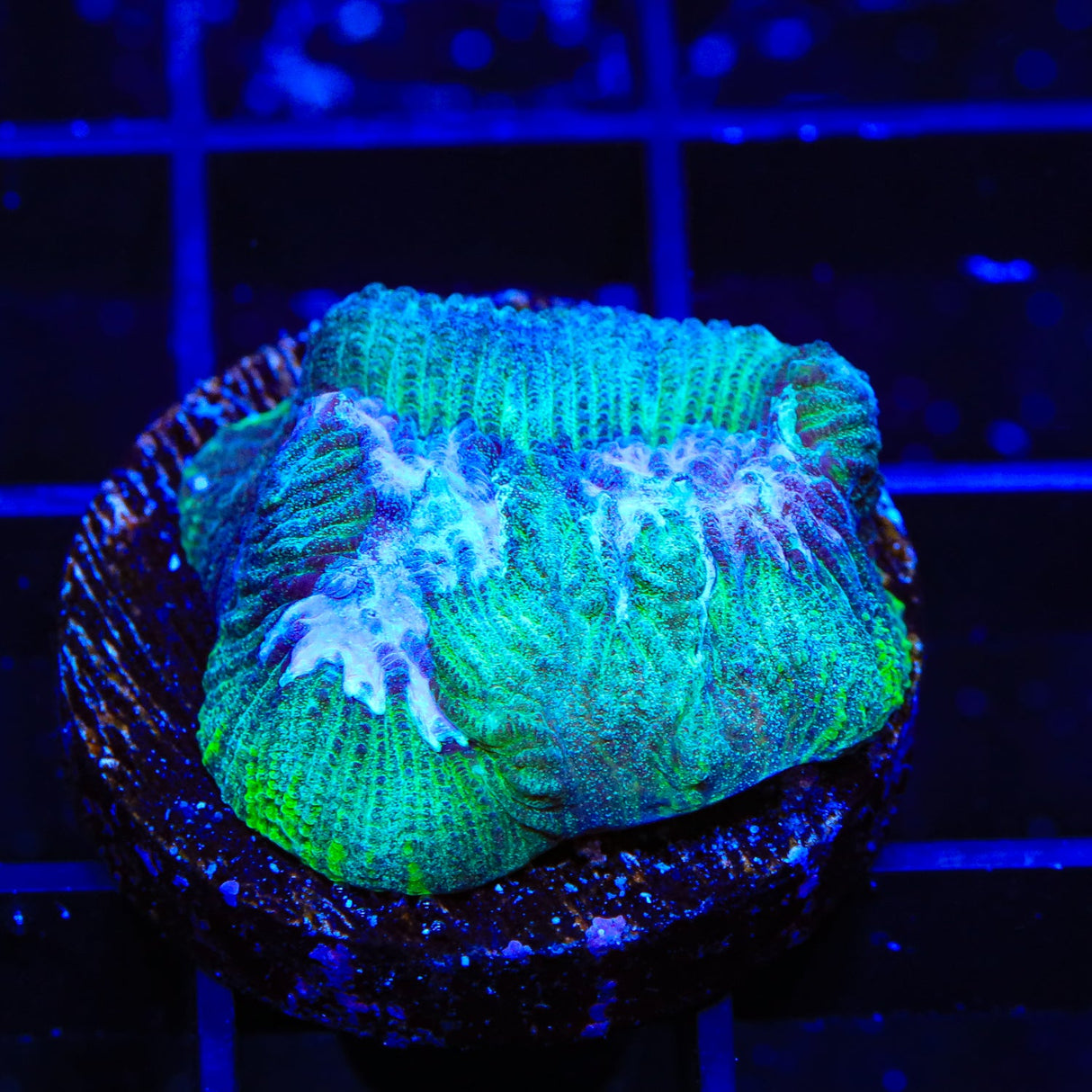 Strawberry Kiwi Platygyra Coral