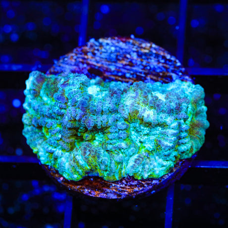 TSA Holographic Favia Coral