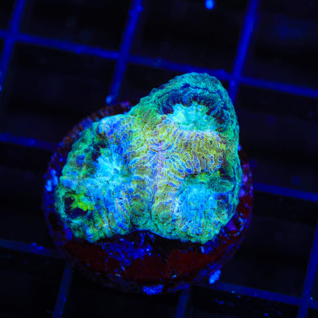 TSA Catalyst Favia Coral