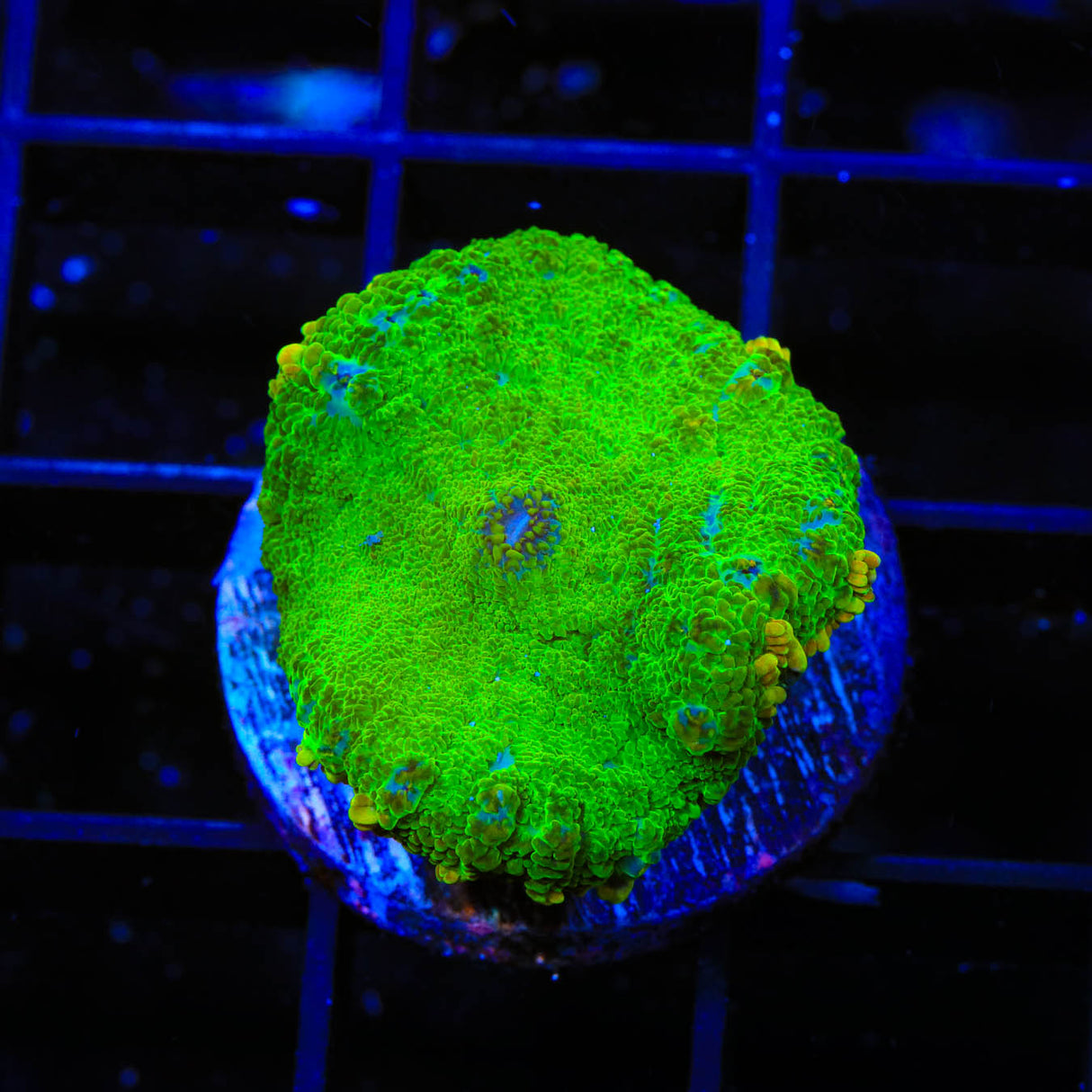 TSA Blastwave Rhodactis Coral - Top Shelf Aquatics