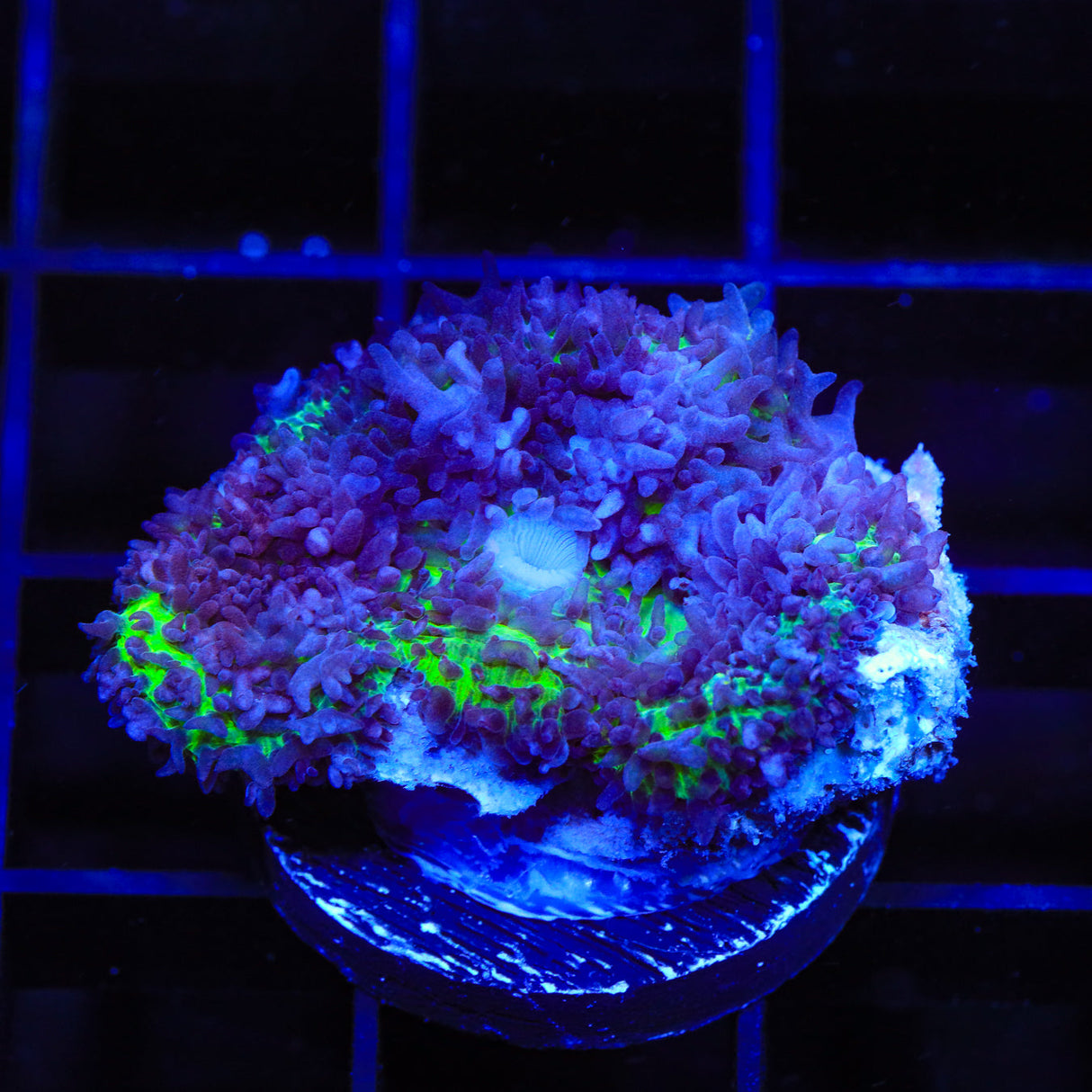 Purple Fuzzy Mushroom Coral