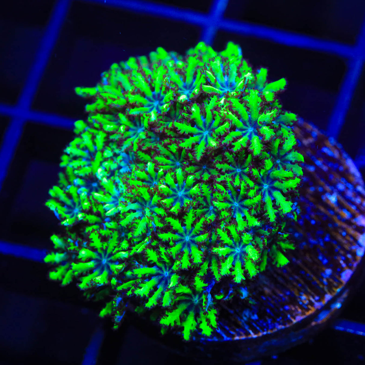 Blue Green Sympodium Coral
