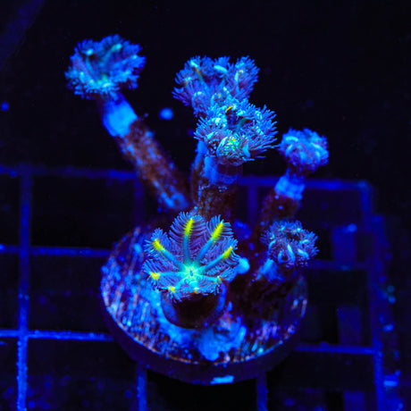 TSA Lemon Laser Clove Polyp Coral