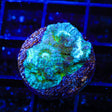 TSA Holographic Favia Coral