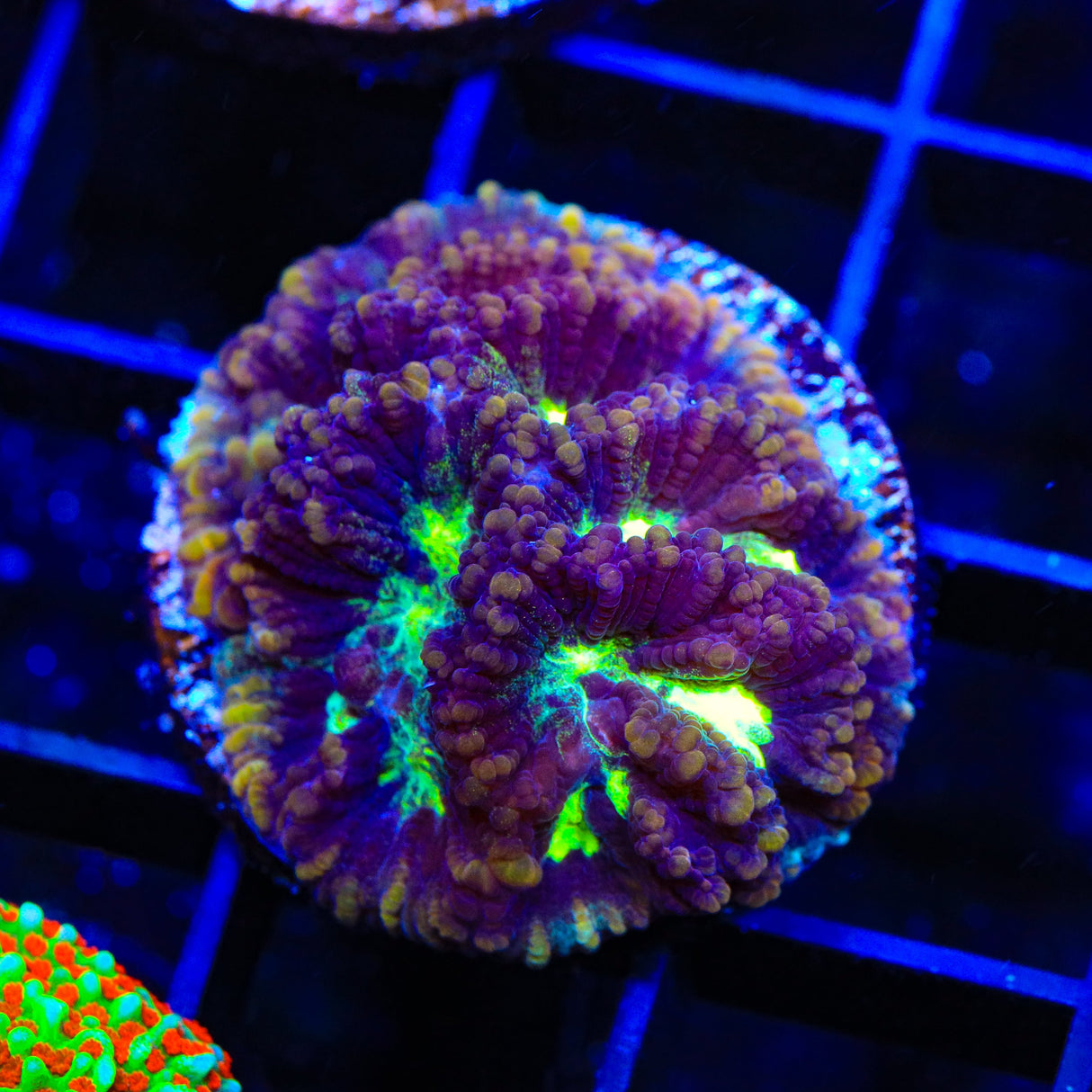 TSA Golden Maze Platygyra Coral