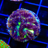 TSA Golden Maze Platygyra Coral