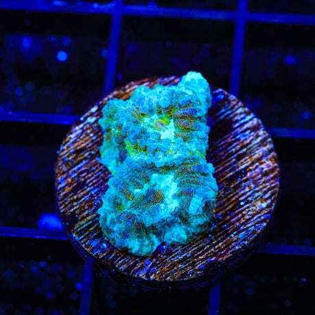 TSA Holographic Favia Coral