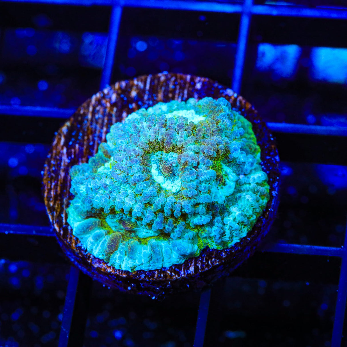 TSA Holographic Favia Coral