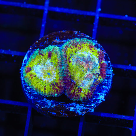 Rainbow Favia Coral