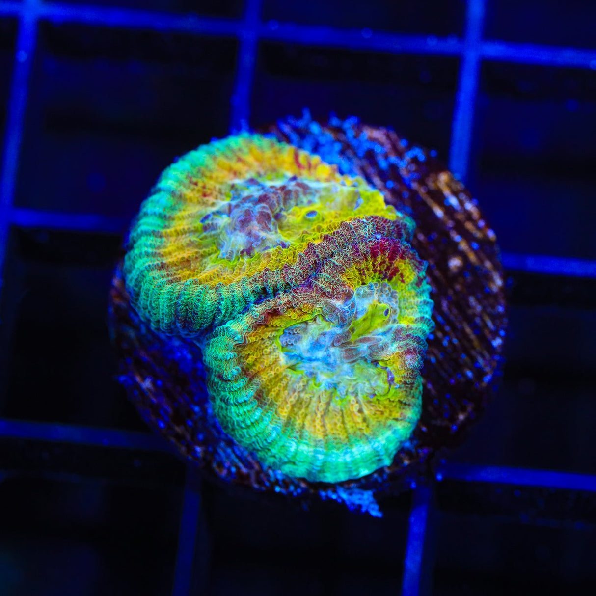 Rainbow Favia Coral