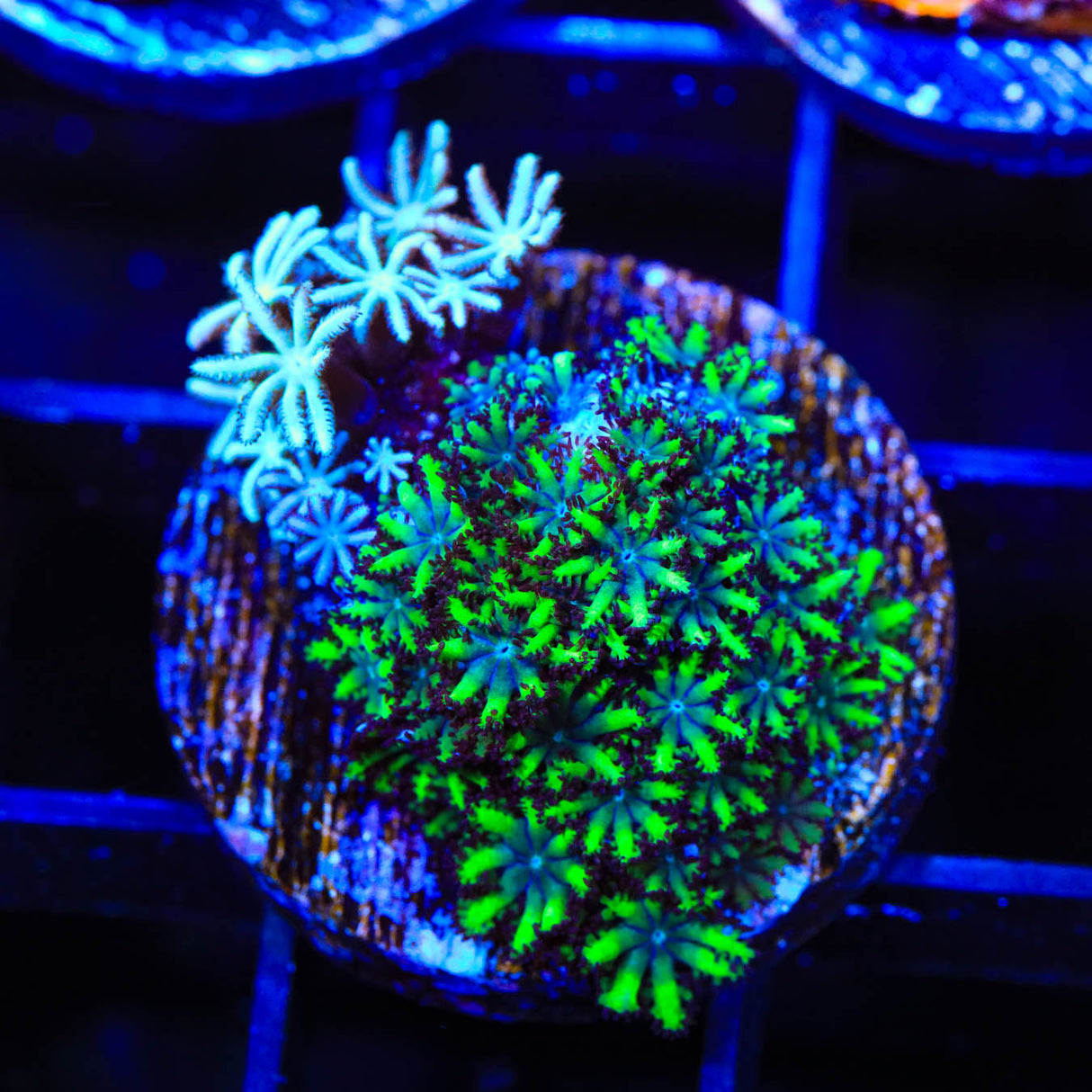 Blue Green Sympodium Coral - Top Shelf Aquatics