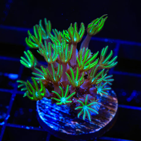 Green Aussie Pipe Organ Coral