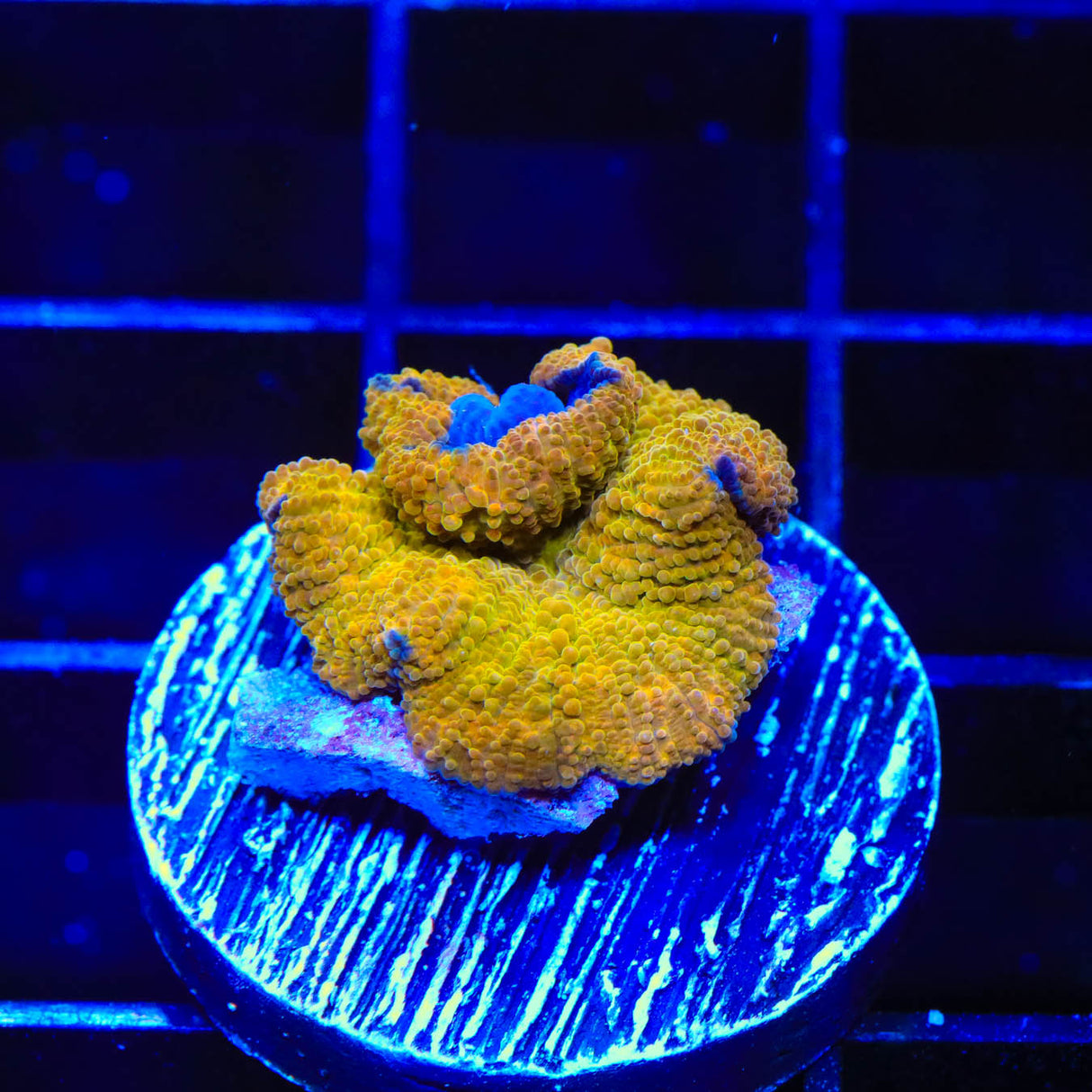 Goldset Mushroom Coral