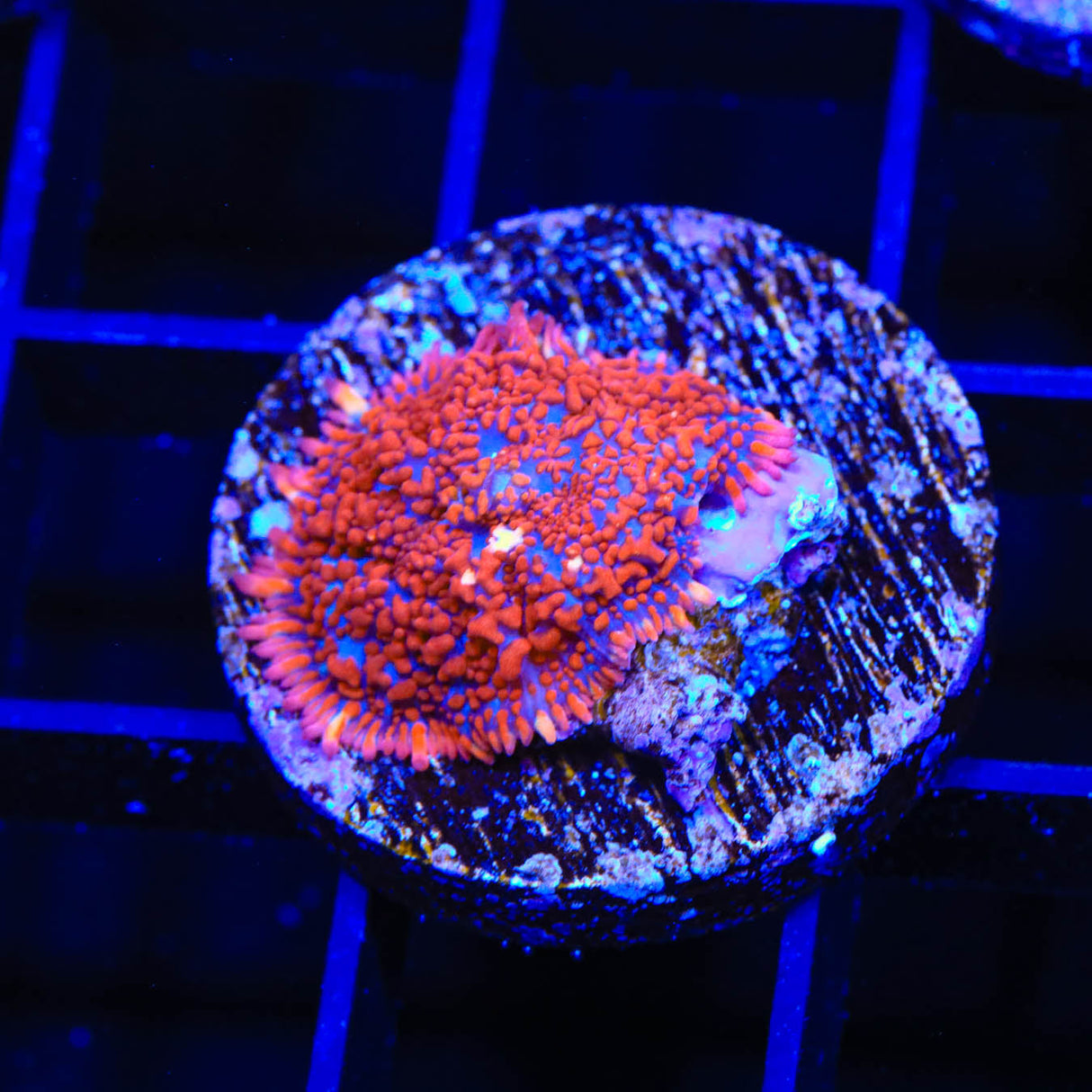 TSA Superman Rhodactis Mushroom Coral