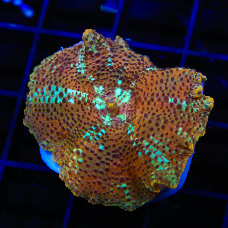 TSA Crossfire Mushroom Coral