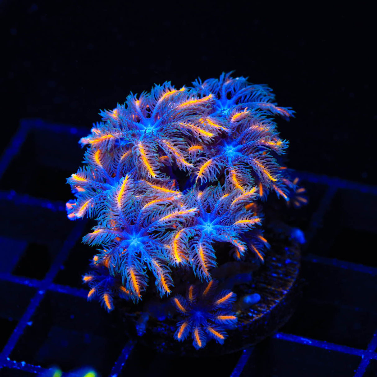 TSA Candy Corn Clove Polyp Coral - Top Shelf Aquatics