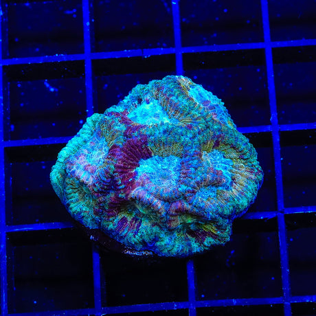 Rainbow Favia Coral