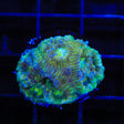 TSA Catalyst Favia Coral