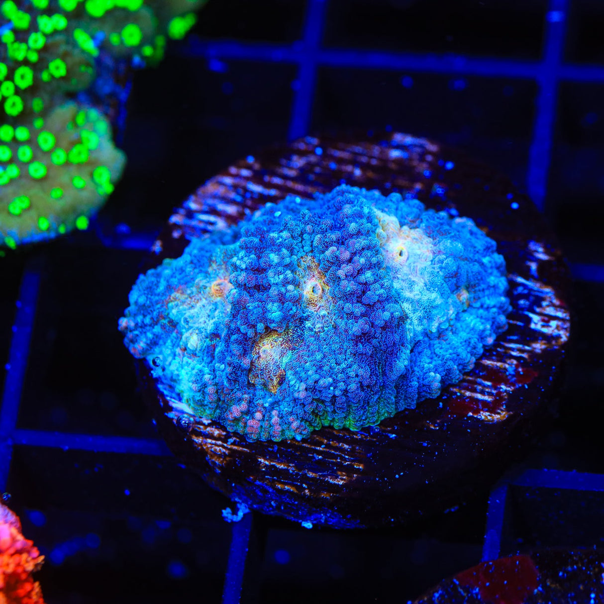 CB Angel Eye Favia Coral