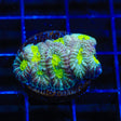 Pink Lemonade Favia Coral