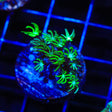 Green Fuzzy Mushroom Coral