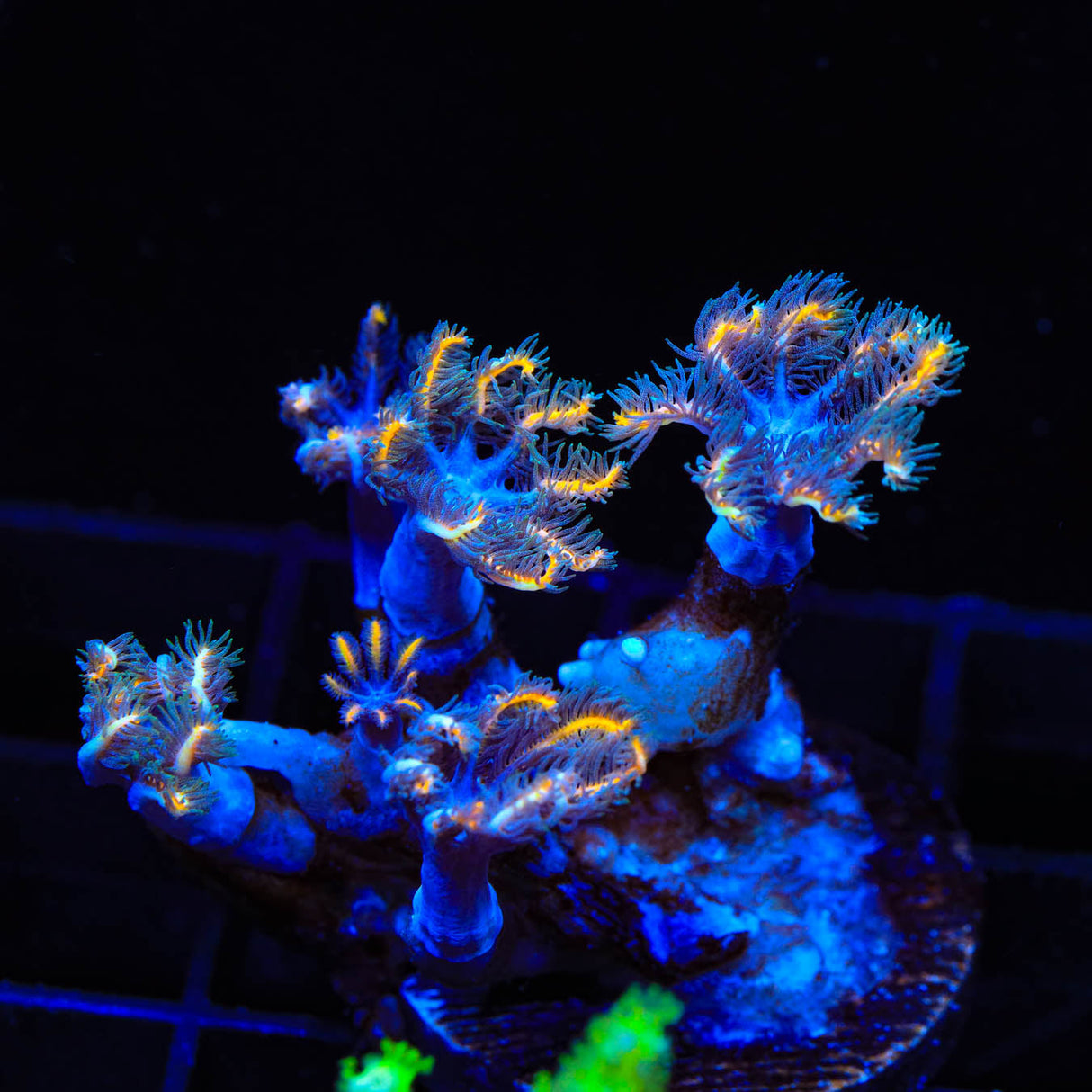 TSA Candy Corn Clove Polyp Coral - Top Shelf Aquatics