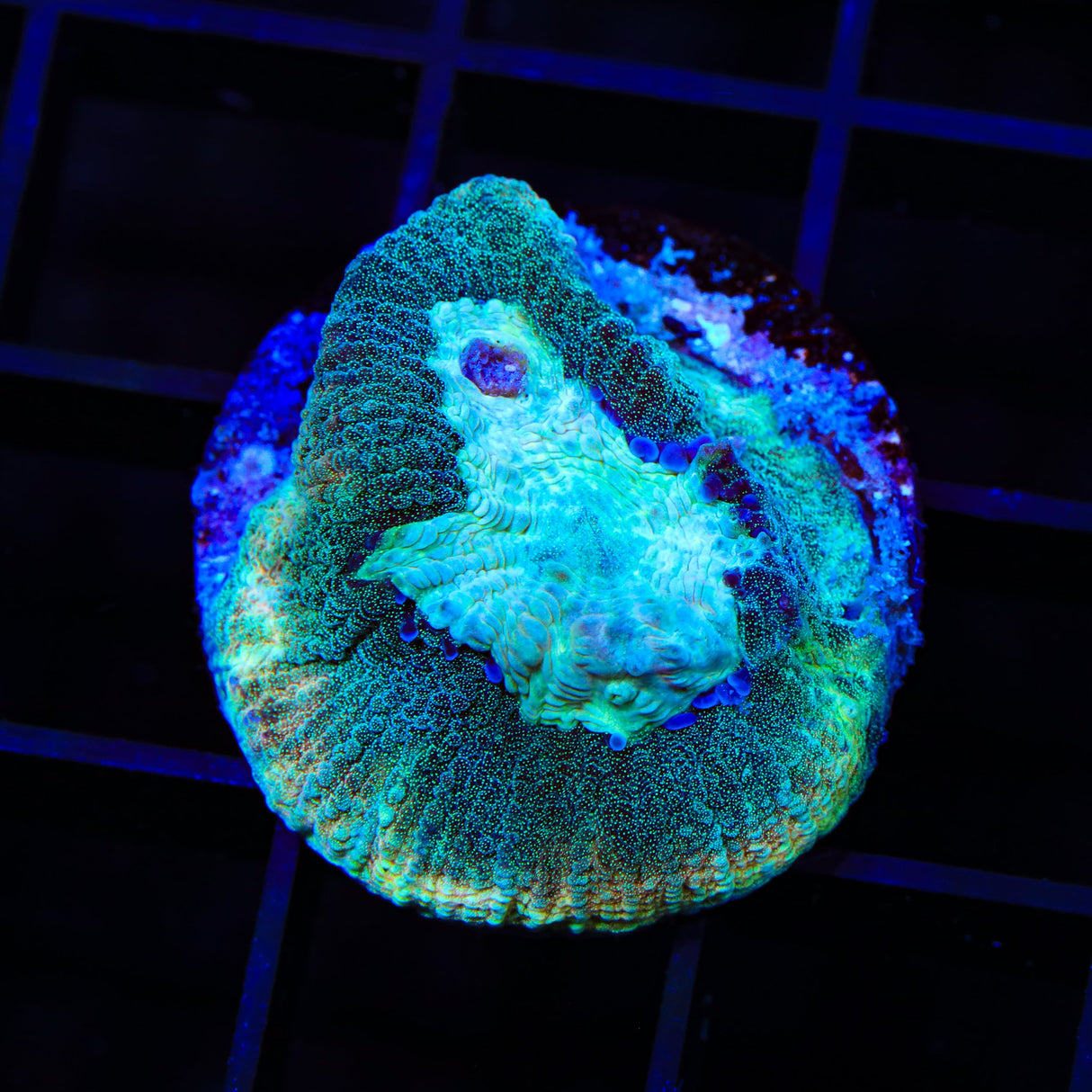 Tidal Wave Favia Coral