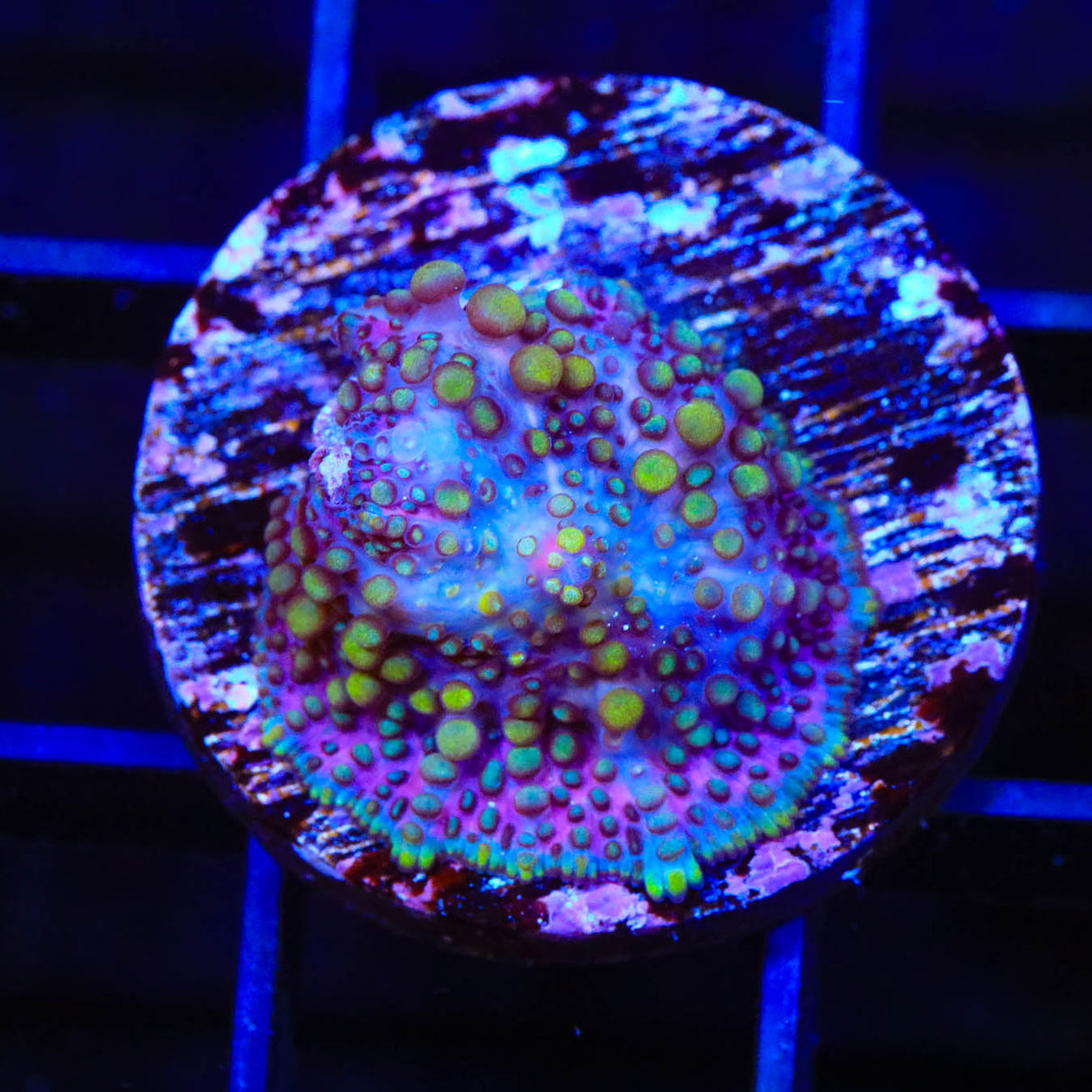 Lava Lamp Mushroom Coral