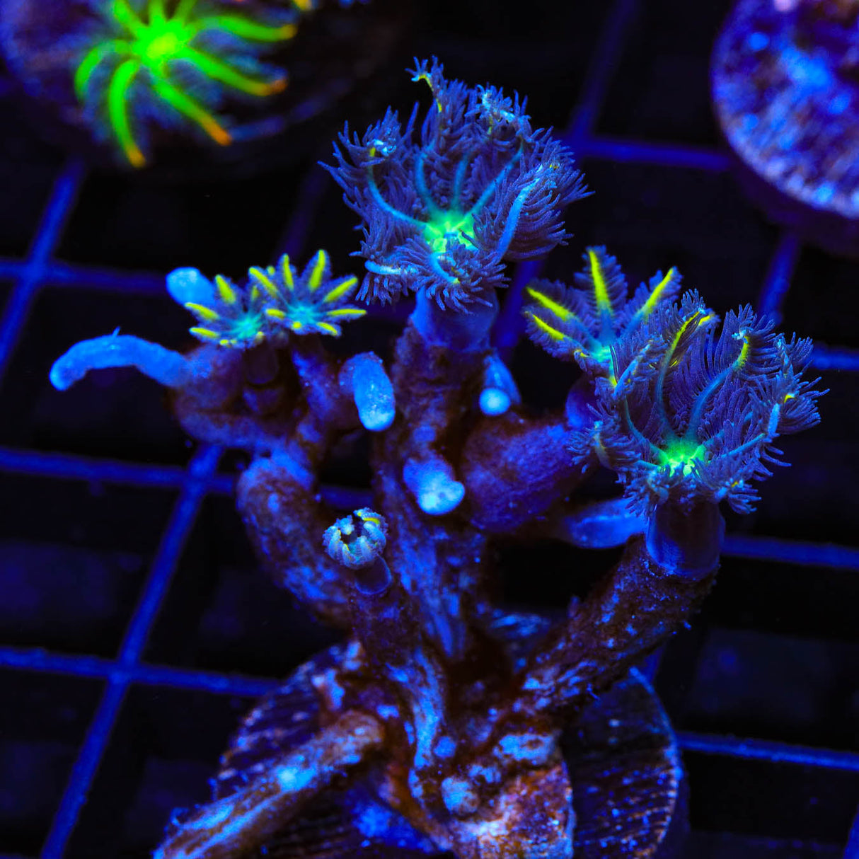 TSA Lemon Laser Clove Polyp Coral - Top Shelf Aquatics