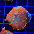 Cosmo Mushroom Coral