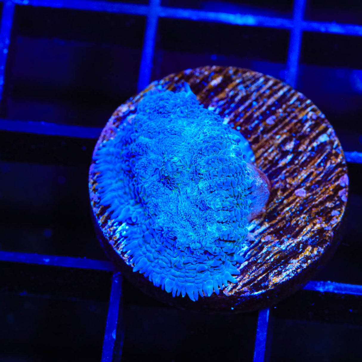Blue Rhodactis Mushroom Coral