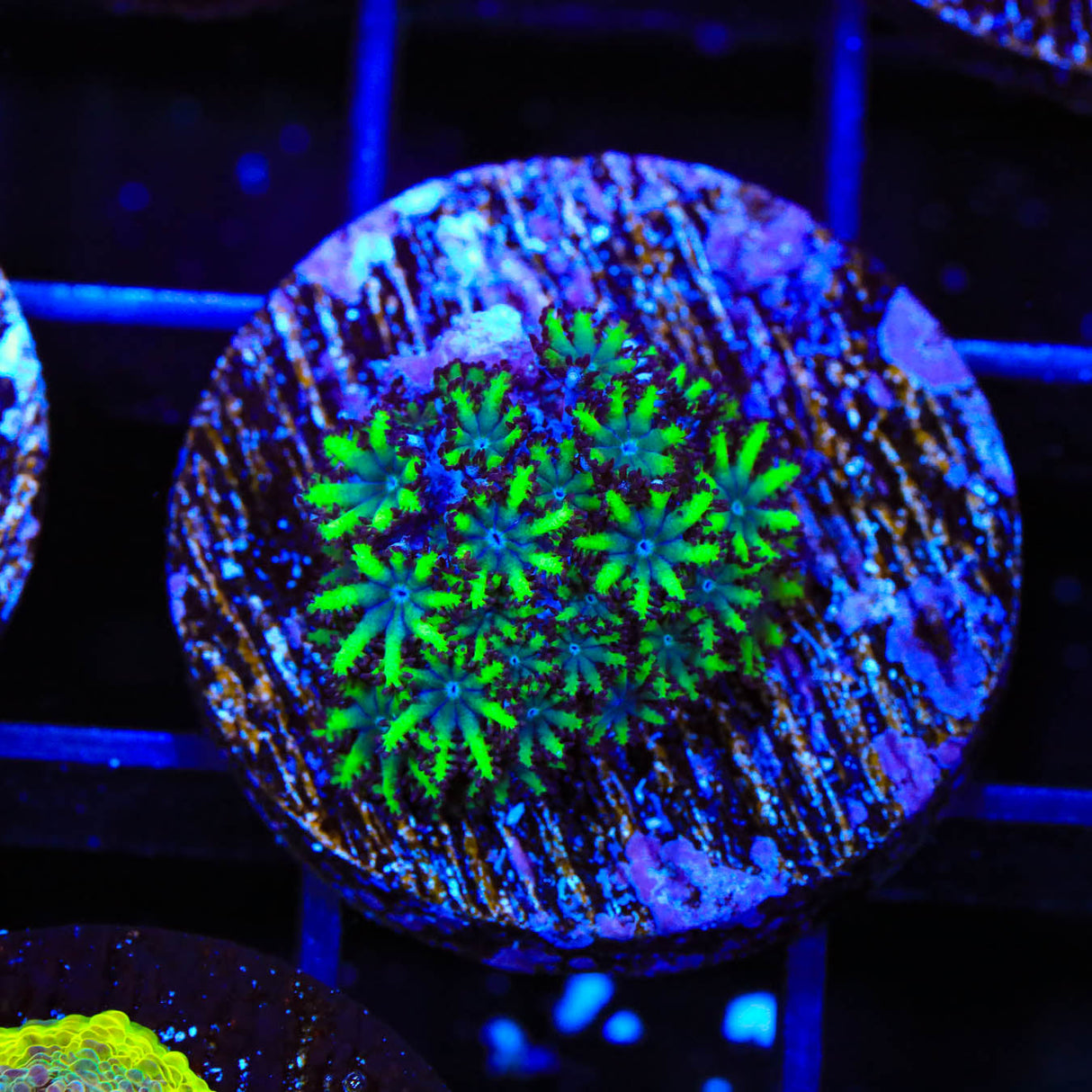 Blue Green Sympodium Coral - Top Shelf Aquatics
