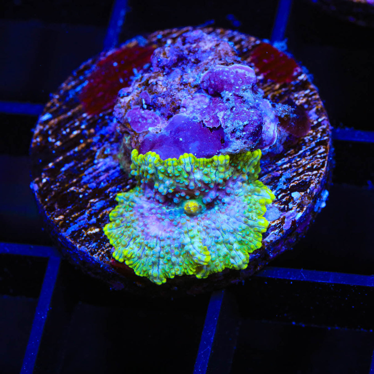 TSA Galactic Mushroom Coral