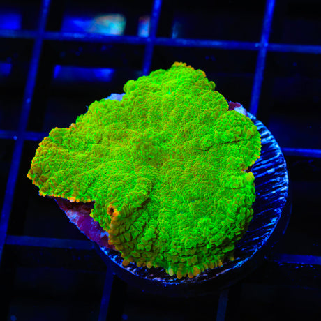 TSA Blastwave Rhodactis Mushroom Coral