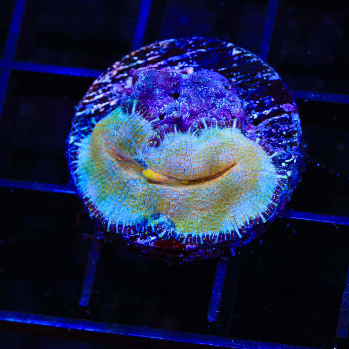 TSA Smile Rhodactis Coral - Top Shelf Aquatics
