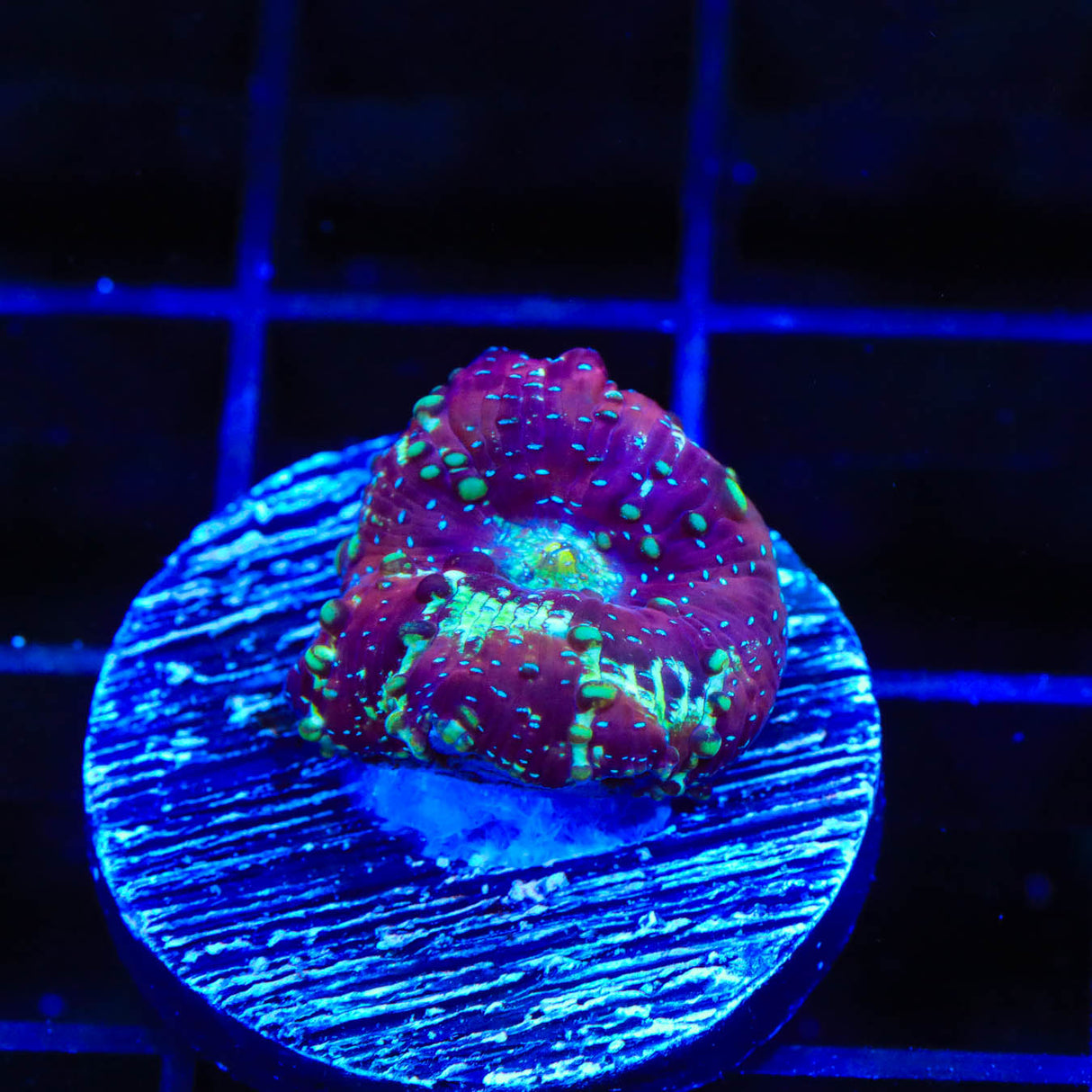 Purple Devil Mushroom Coral