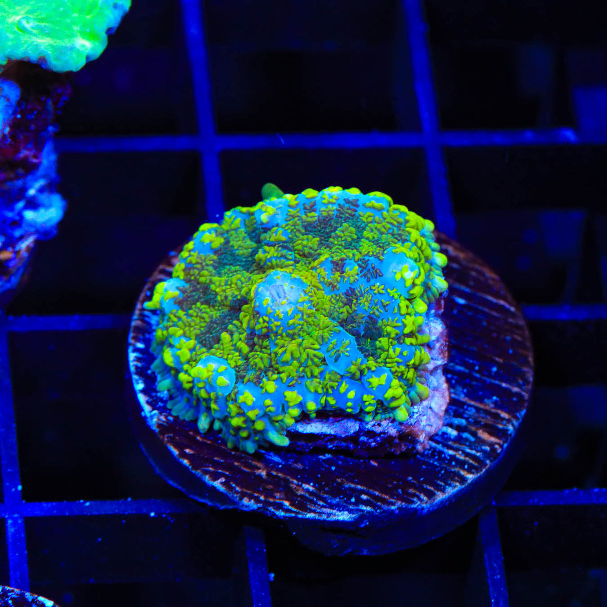 TSA Clover Leaf Rhodactis Mushroom Coral - Top Shelf Aquatics