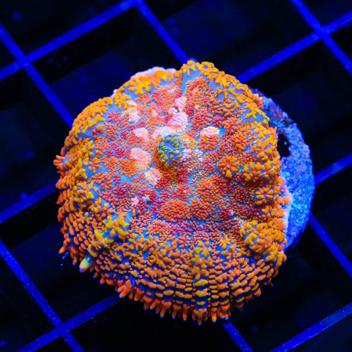 TSA Blinding Rhodactis Mushroom Coral - Top Shelf Aquatics