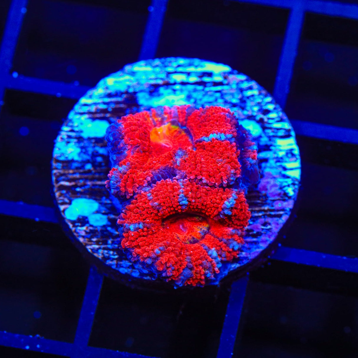 Rainbow Acan Coral