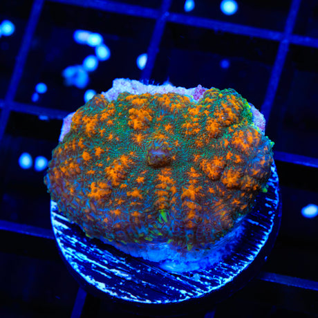 JF Sunkist Bounce Mushroom Coral