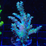 TSA Mint Finger Leather Coral